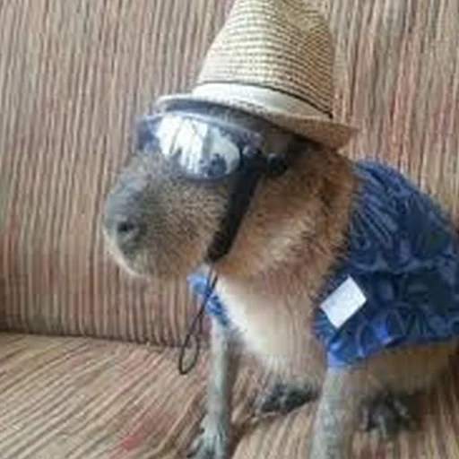 😎 Стикер «Capybara Are My Life» для Telegram