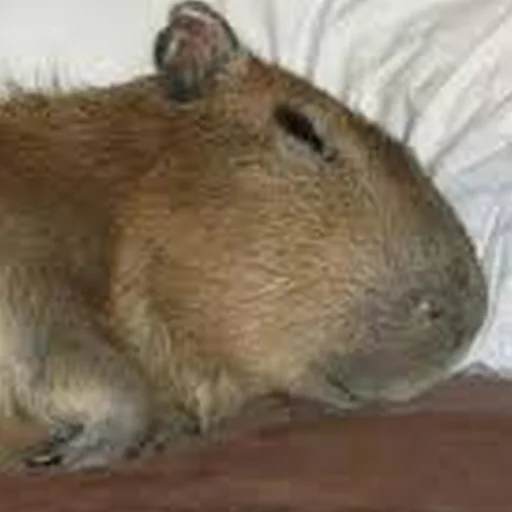 😴 Стикер «Capybara Are My Life» для Telegram