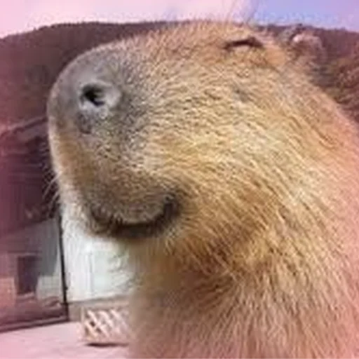 ☺️ Стикер «Capybara Are My Life» для Telegram