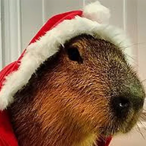 🎅 Стикер «Capybara Are My Life» для Telegram