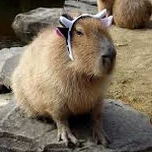 🐄 Стикер «Capybara Are My Life» для Telegram