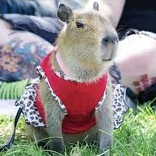 💅 Стикер «Capybara Are My Life» для Telegram