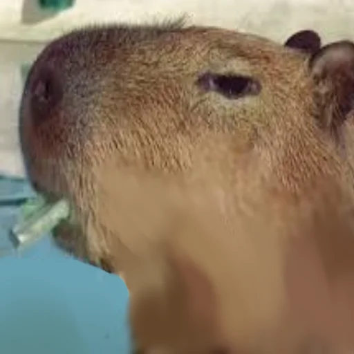 🚬 Стикер «Capybara Are My Life» для Telegram