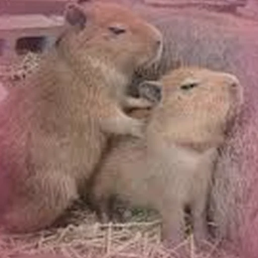 💆 Стикер «Capybara Are My Life» для Telegram