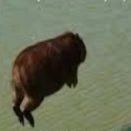 🤯 Стикер «Capybara Are My Life» для Telegram