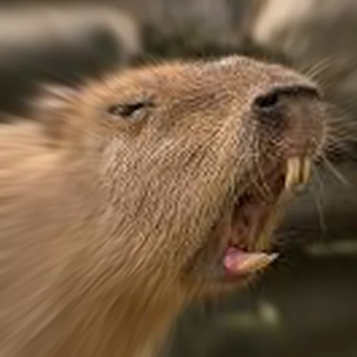 🤬 Стикер «Capybara Are My Life» для Telegram