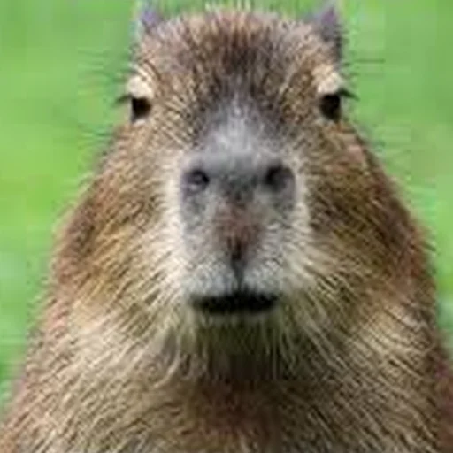 😐 Стикер «Capybara Are My Life» для Telegram