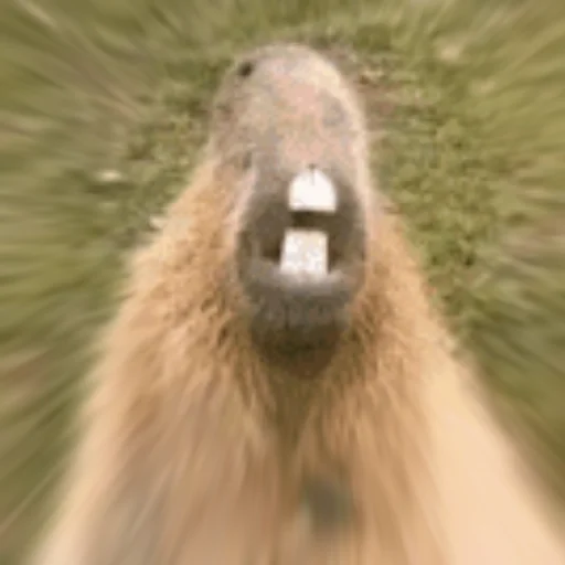 😫 Стикер «Capybara Are My Life» для Telegram