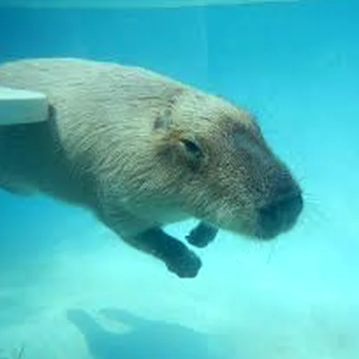🌊 Стикер «Capybara Are My Life» для Telegram