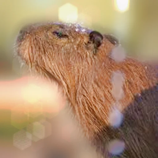 💦 Стикер «Capybara Are My Life» для Telegram