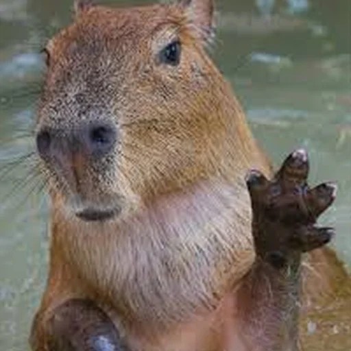 👋 Стикер «Capybara Are My Life» для Telegram