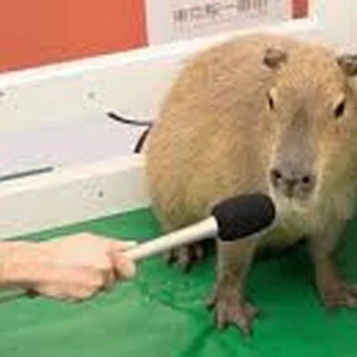 💬 Стикер «Capybara Are My Life» для Telegram