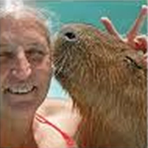💋 Стикер «Capybara Are My Life» для Telegram