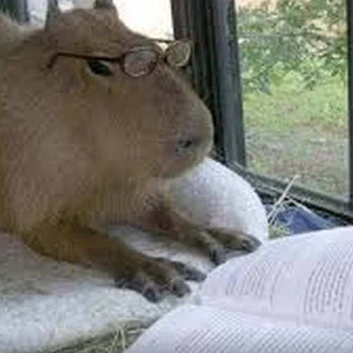 🤨 Стикер «Capybara Are My Life» для Telegram