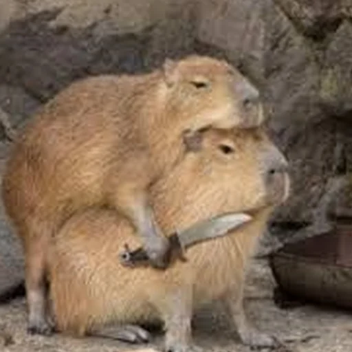 Стикерпак Capybara Are My Life для Telegram