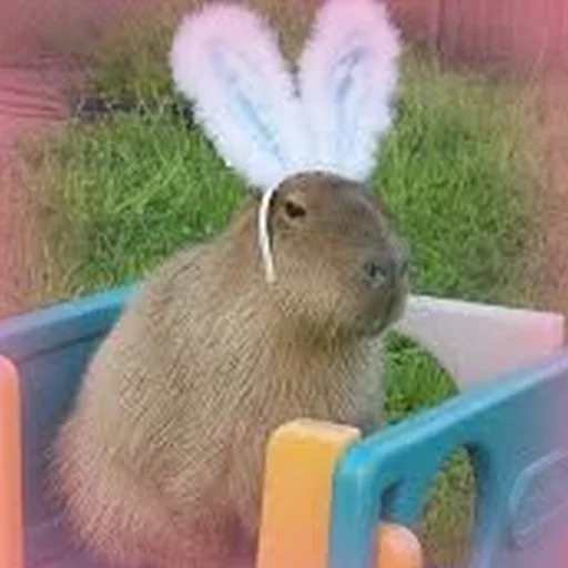 🐰 Стикер «Capybara Are My Life» для Telegram
