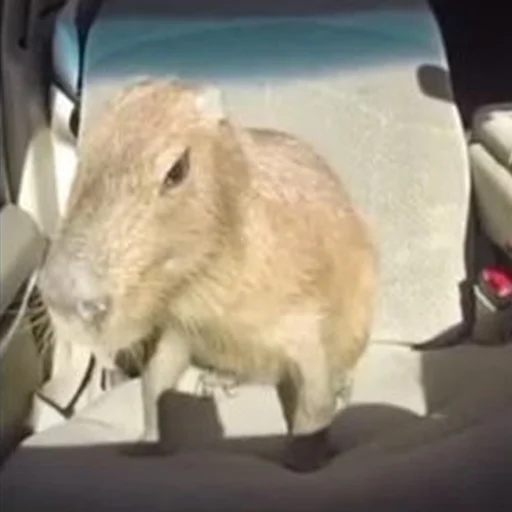 🚗 Стикер «Capybara Are My Life» для Telegram
