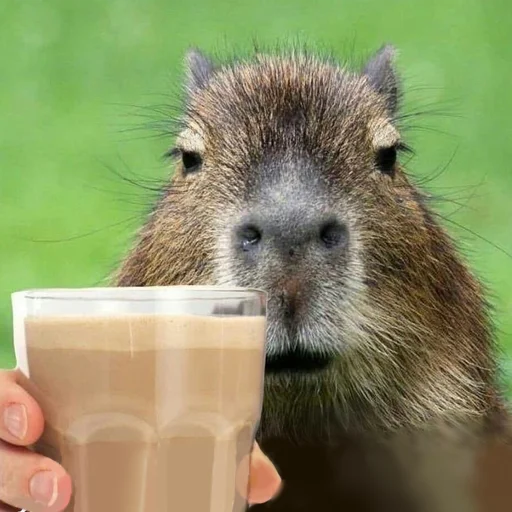 ☕ Стикер «Capybara Are My Life» для Telegram