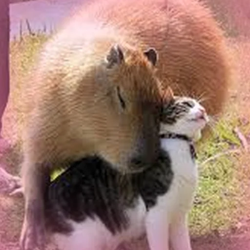 🤗 Стикер «Capybara Are My Life» для Telegram