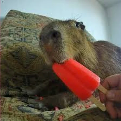 🍦 Стикер «Capybara Are My Life» для Telegram