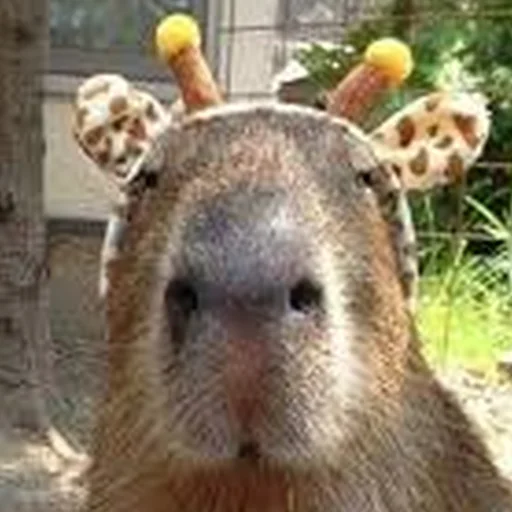 🦒 Стикер «Capybara Are My Life» для Telegram