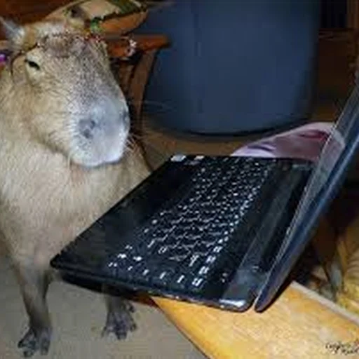 💻 Стикер «Capybara Are My Life» для Telegram