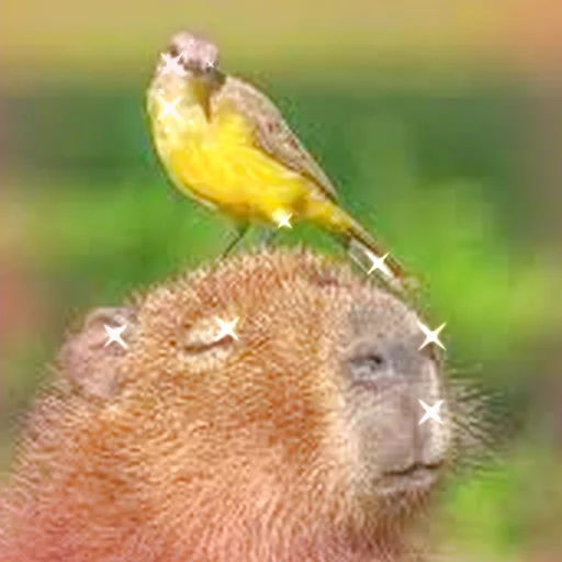 😌 Стикер «Capybara Are My Life» для Telegram