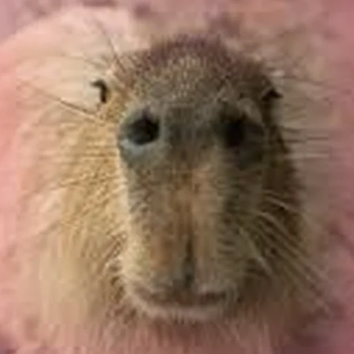 🙂 Стикер «Capybara Are My Life» для Telegram