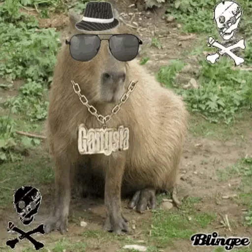 ☺ Стикер «Капибарки» для Telegram