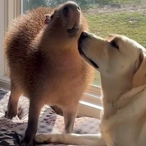 🐕 Стикер «Капибары» для Telegram