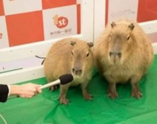 🎤 Стикер «Capybara» для Telegram