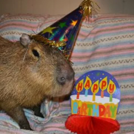🥳 Стикер «Capybara» для Telegram