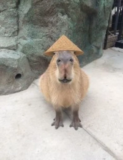 🇨🇳 Стикер «Capybara» для Telegram