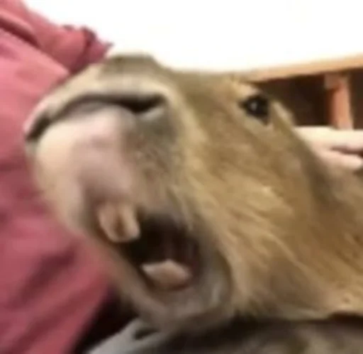 😠 Стикер «Capybara» для Telegram