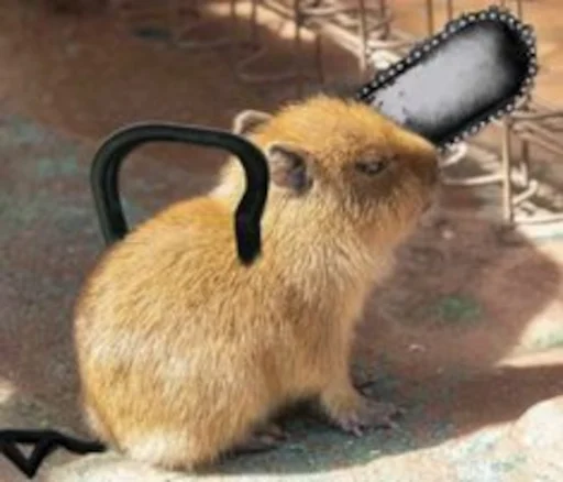 🪚 Стикер «Capybara» для Telegram