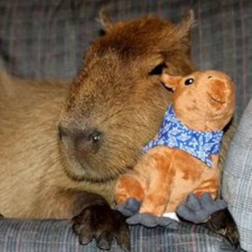 🤗 Стикер «Capybara» для Telegram