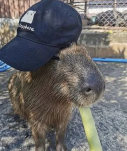 🧢 Стикер «Capybara» для Telegram
