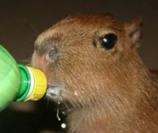 🥛 Стикер «Capybara» для Telegram