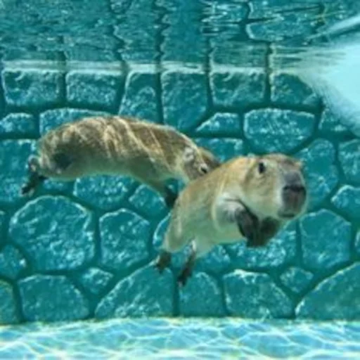 💧 Стикер «Capybara» для Telegram