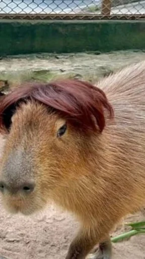 😏 Стикер «Capybara» для Telegram