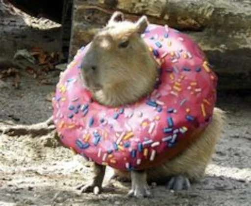 🍩 Стикер «Capybara» для Telegram