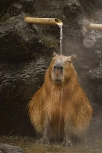 🥱 Стикер «Capybara» для Telegram