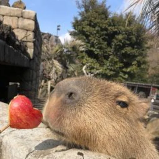 ❤️ Стикер «Capybara» для Telegram