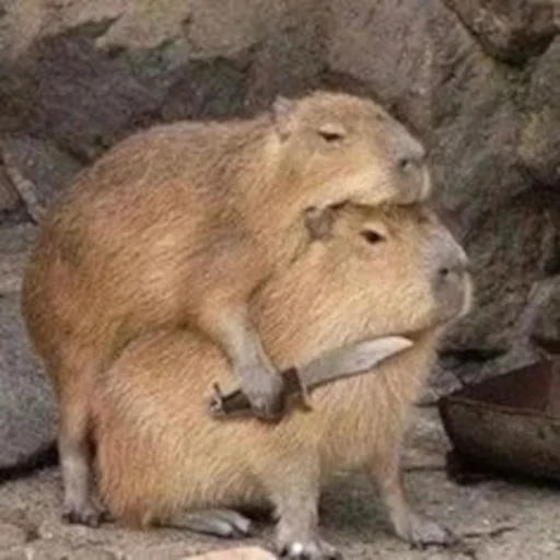 😈 Стикер «Capybara» для Telegram
