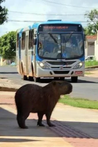 🚍 Стикер «Capybara» для Telegram