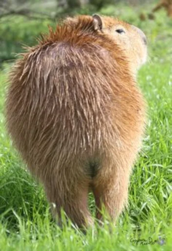 🍑 Стикер «Capybara» для Telegram
