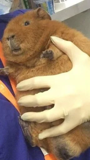 🥰 Стикер «Capybara» для Telegram