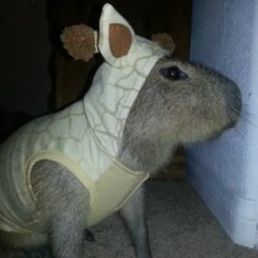 🦒 Стикер «Capybara» для Telegram