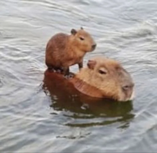 😎 Стикер «Capybara» для Telegram