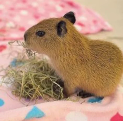 😋 Стикер «Capybara» для Telegram